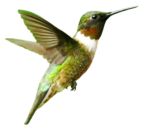 Humming Bird