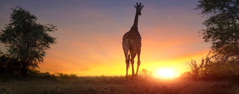 Northern Safari